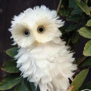 Meet your Posher, Alison